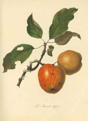 Bennett Apple
