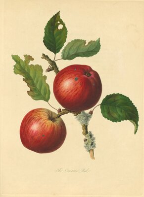 Convarne Red