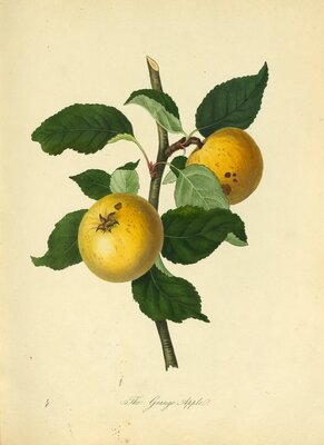 Grange Apple