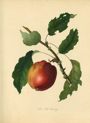 Old Quining