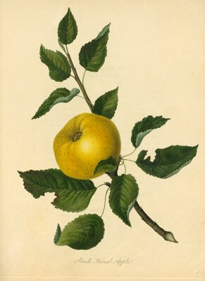Stead's Kernel Apple