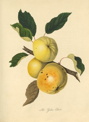 Yellow Elliot